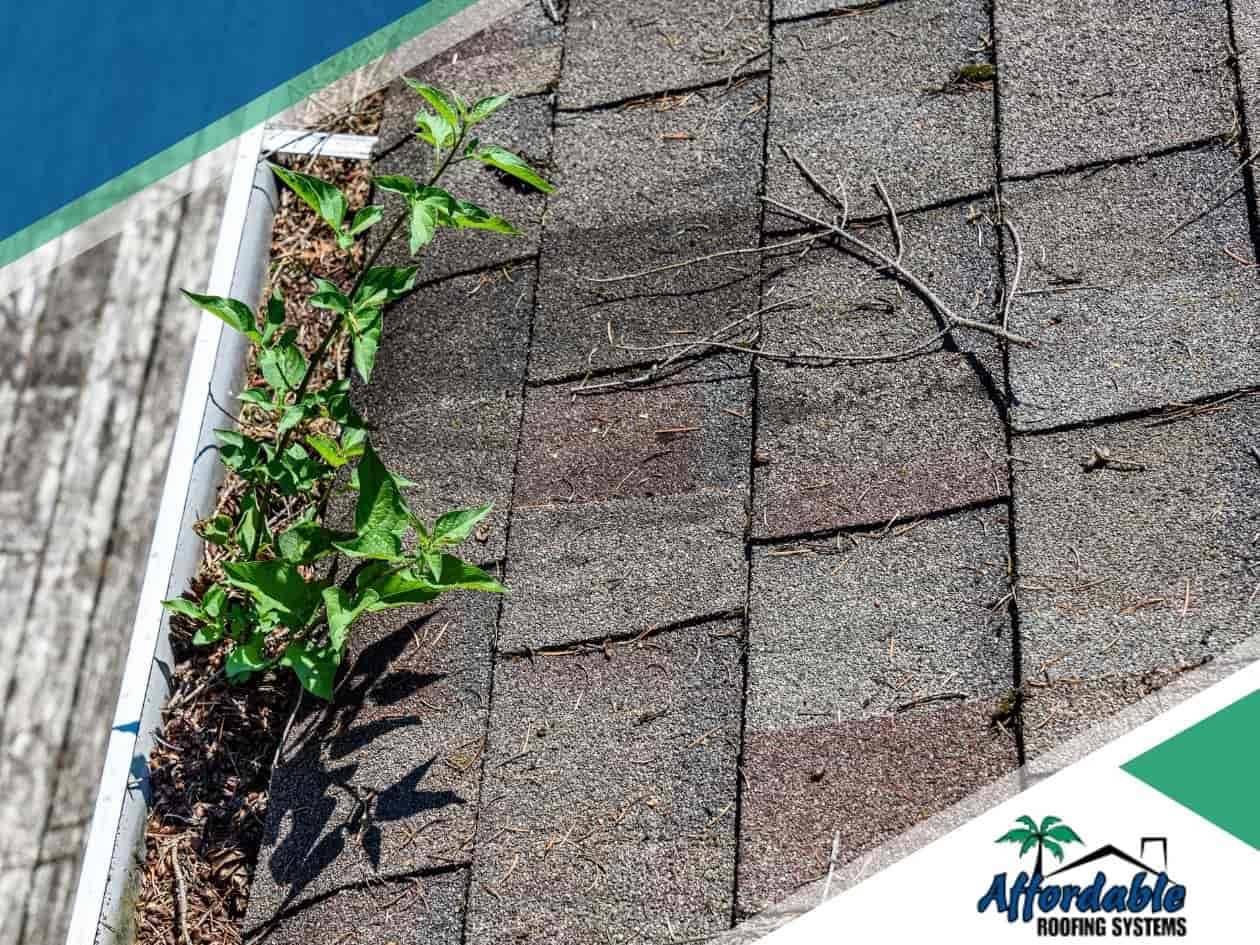 Roof Care 101: Essential Roof Maintenance